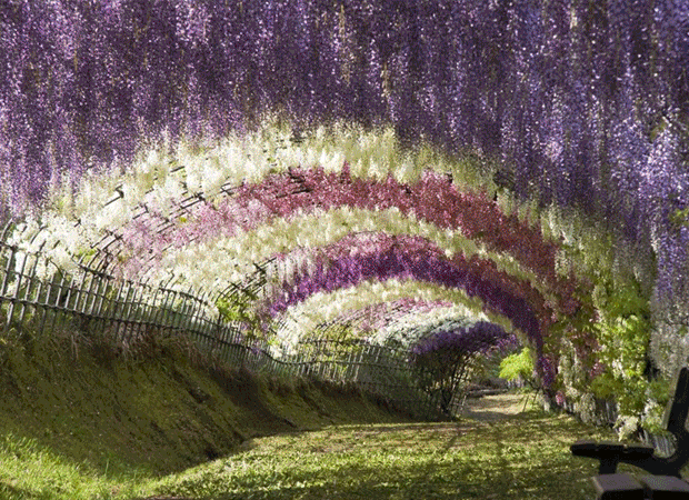 Kawachi Fuji Garden Wisteria Tunnel