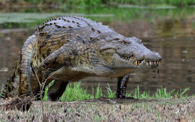 Some Facts You Never Knew About Crocodiles Featured Article
