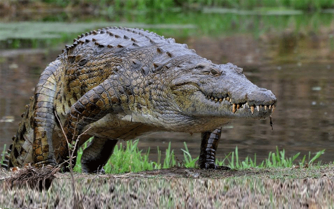 some-facts-you-never-knew-about-crocodiles-featured-article