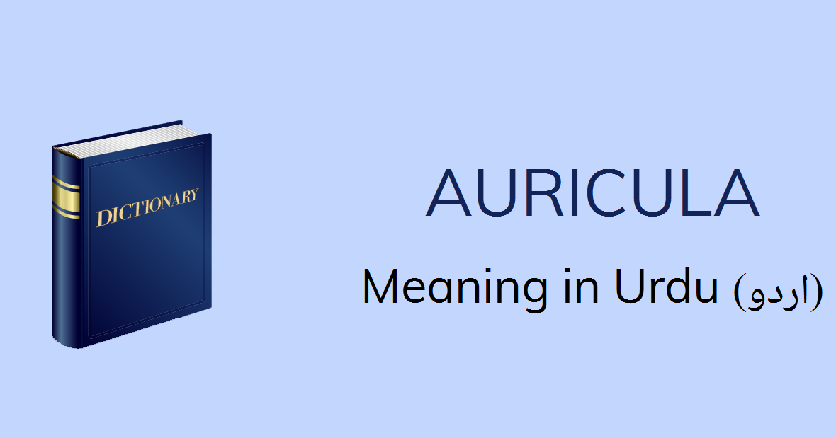 auricula meaning anatomy