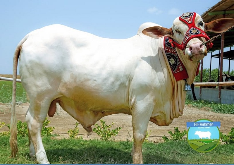 Rhman Rind Al Rehman Cattle Farm Location, Contact Number & Details
