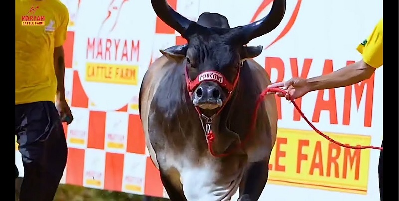 Maryam Cattle Farm
