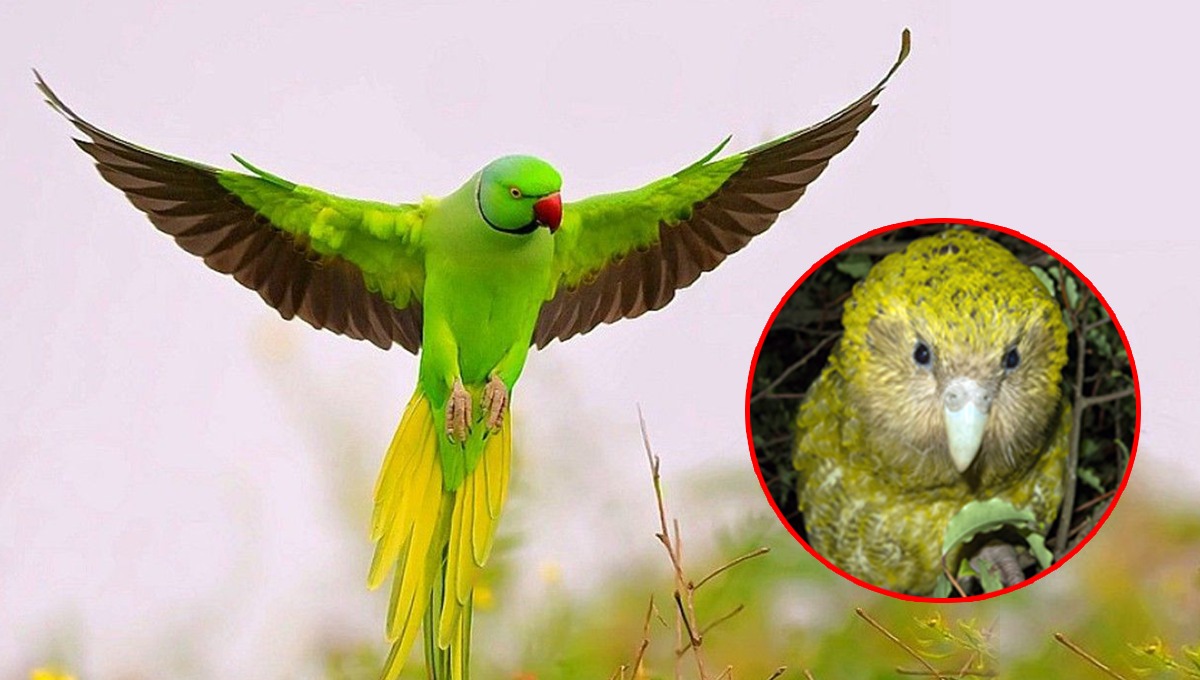 کیا آپ طوطے کی اس نسل  کے بارے میں جانتے ہیں جو اڑ نہیں سکتی؟ جانیں وہ معلومات  جو آپ بھی اس سے پہلے نہیں جانتے ہوں گے ۔۔۔