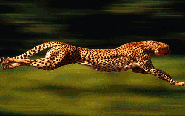 The Fastest Animals in the World