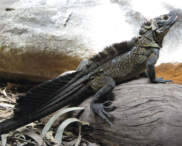 lizard looking dinosaur with fin on back