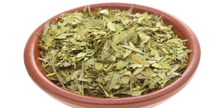 سنا مکی کا قہوہ کتنی افادیت کا حامل ہے؟ جانیں