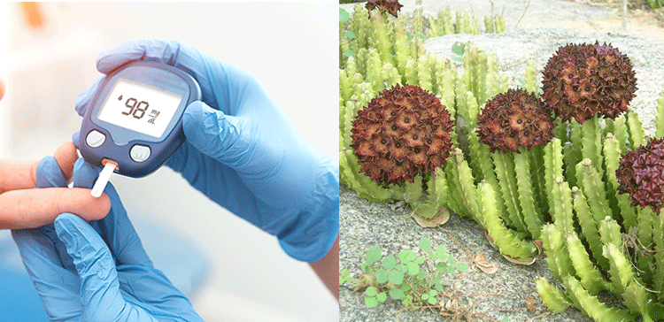 چونگ ایک سستی سبزی جو شوگر اور موٹاپے کو کنٹرول کرے