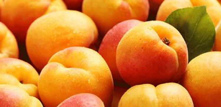 امیون سسٹم کو جادوئی دھکا لگانے والا پھل۔۔۔ایک خوبانی، اگر جان ہے بچانی