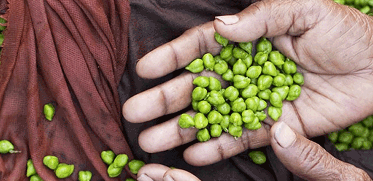 ایک مٹھی ہرے چنے روزانہ کھائیں اور یہ فائدے اٹھائیں