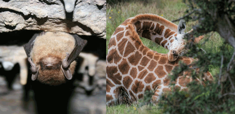 مختلف جانوروں کی نیند سے متعلق ایسے دلچسپ حقائق جو آپ بھی نہیں جانتے