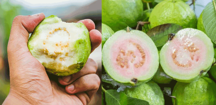 پورے دن میں چار سے پانچ امرود کھائیں اور کمال دیکھیں۔۔۔امرود کے بے شمار فوائد