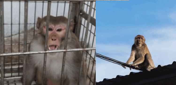 کورونا ویکسین کے ٹرائل کے لیے لایا گیا بندر لاہور کی یونیورسٹی سے فرار