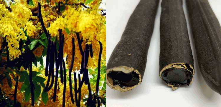 اسے معمولی نہ سمجھیں یہ پیلے رنگ کا پھول بہت کام کا ہے۔۔۔املتاس کے ان گنت فوائد