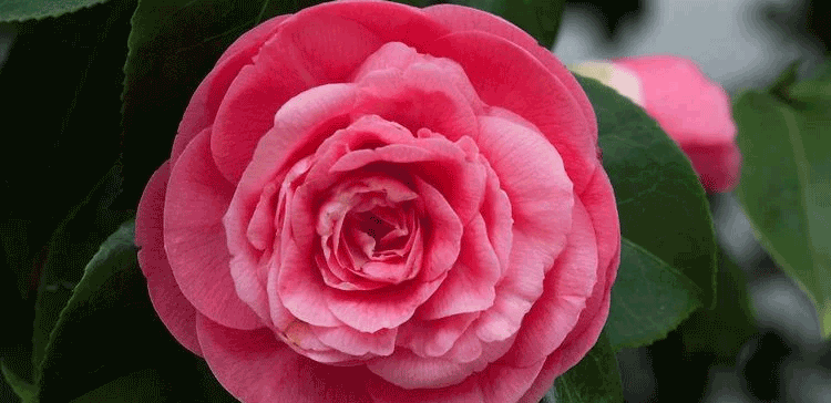 The World’s Rarest Flower Only Grows in Two Locations Around the World