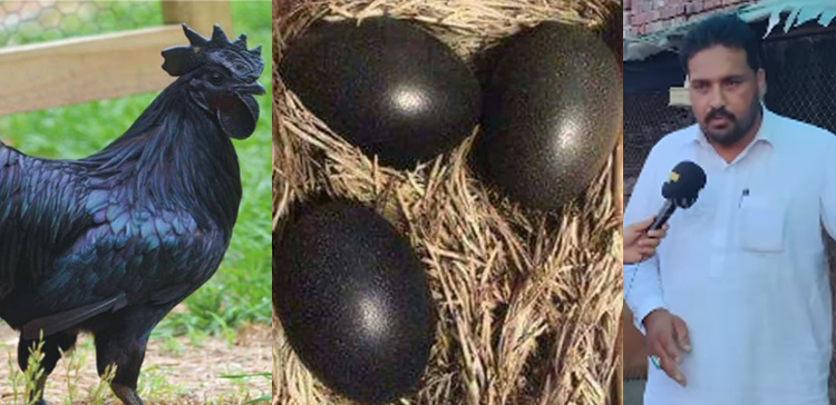 کالی مرغی کا کالا گوشت، عمران خان کے ایک مشورے نے زندگی بدل ڈالی دنوں میں لکھ پتی ہونے والے شخص کی کہانی