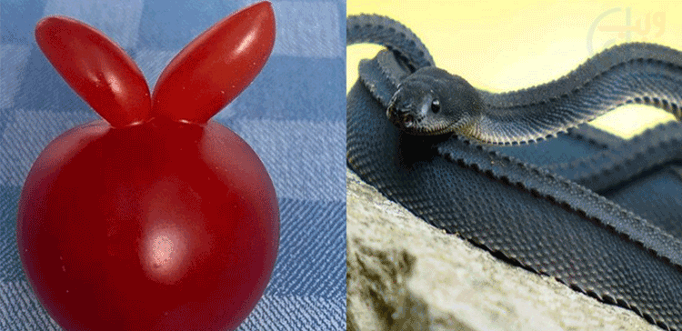 ایسی 6 حیران کن قدرتی چیزیں جو آج سے پہلے کبھی نہیں دیکھی گئی ہوں گی