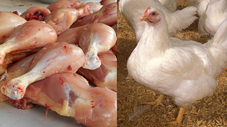 فارمی چکن کا گوشت موٹاپے کا شکار بناتا ہے، چکن کے نقصانات اور چند غلط فہمیاں