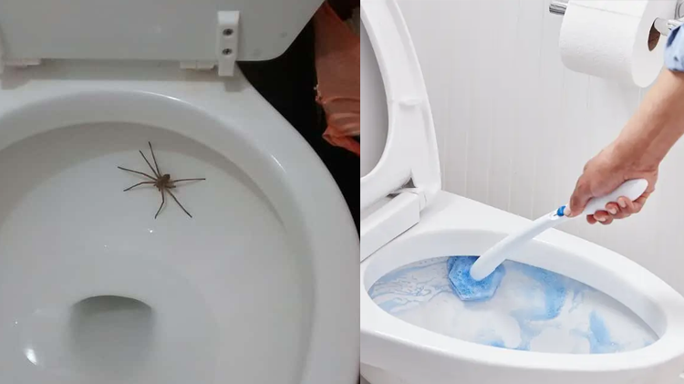 ٹوائلٹ کا گٹر رات کے وقت خطرناک جانوروں کے گزرنے کا راستہ، ان کیسے روکا جائے؟