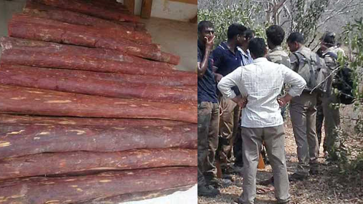 دنیا کی مہنگی ترین سرخ صندل کی لکڑی کے قیمتی ہونے کی حیرت انگیز وجوہات