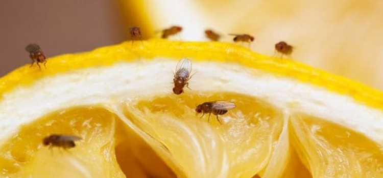 اگر دنيا سے مکھياں ختم ہوجائيں تو کیا ہوگا؟