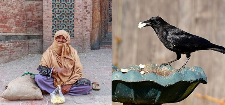 مزار پر کبوتروں کو تو سب دانہ ڈالتے مگر کوؤں کا کوئی نہیں سوچتا