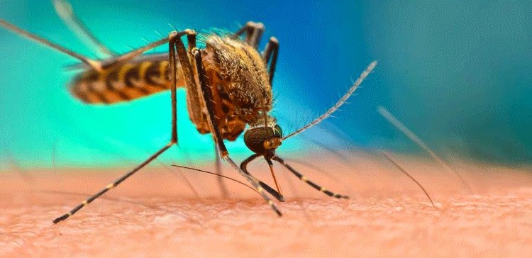 ڈینگی بخار کیا ہے؟ احتیاطی تدابیر اور علاج