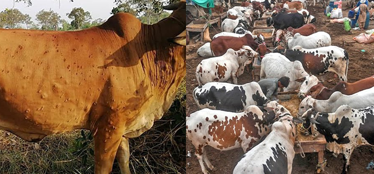 بڑھتی ہوئی لمپی بیماری میں قربانی کے جانور کیسے خریدیں؟ 