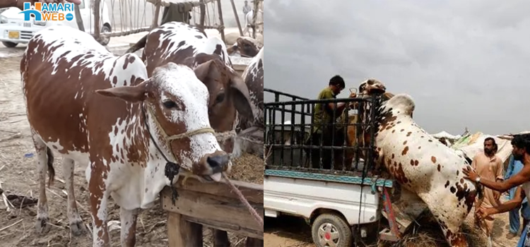 کراچی کی مویشی منڈی، ایک سے ڈیڑھ لاکھ روپے کے درمیان آپ کو کیسا جانور مل سکتا ہے؟