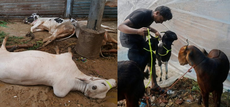 لمپی، کرنٹ اور بارش، قربانی کے جانور کو اس موسم میں بیماری اور عیب سے کیسے بچائیں؟