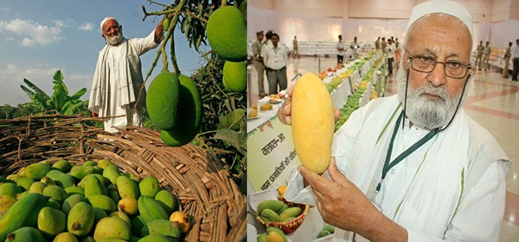 ایک ہی درخت سے 300 قسم کے آم... 82 سالہ شخص نے یہ سب کیسے ممکن کیا؟
