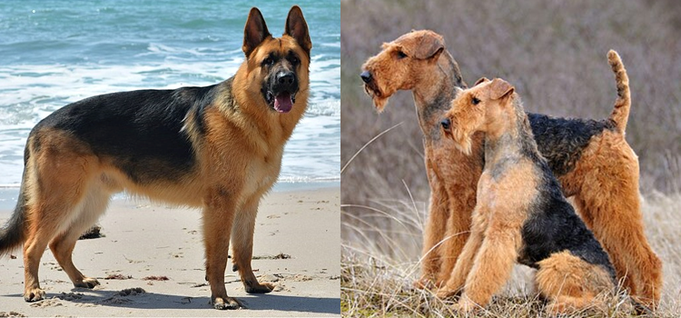 دنیا کے 10 بہترین کتوں کی اقسام - شکاری، گھریلو، لڑاکا اور جاسوسی کے لیے بہتر نسل کونسی؟