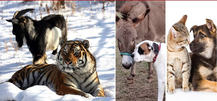 شیر نے بکرے کو کھانے کے بجائے دوستی کر ڈالی٬ دیکھیے جانوروں کی منفرد دوستیاں