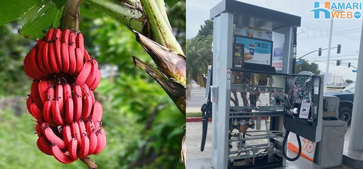 8 ایسی دلچسپ چیزیں جو آپ نے پہلے کبھی نہیں دیکھی ہوں گی