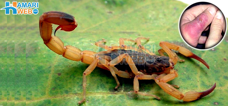 دیکھتے ہی دیکھتے سب کچھ ختم٬ دنیا کا سب سے زہریلا بچھو کس ملک میں پایا جاتا ہے؟