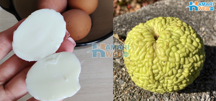 بغیر زردی کا انڈہ اور، وہ 8 لمحات جب قدرت نے ہمیں انوکھے نظارے دکھائے 