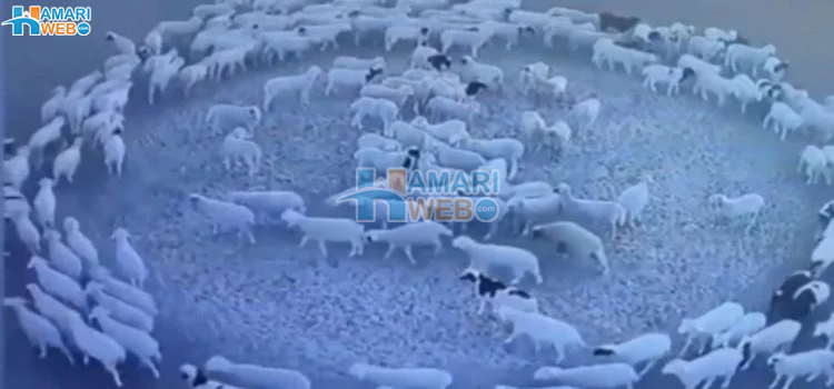 سینکڑوں بھیڑیں 2 ہفتوں سے مسلسل ایک دائرے میں کیوں گھوم رہی ہیں؟ پراسرار ویڈیو