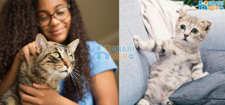 صرف شوق رکھنا کافی نہیں٬ بلی کو گود لینے سے قبل 5 باتیں ضرور جان لیں ورنہ نقصان ہوسکتا ہے