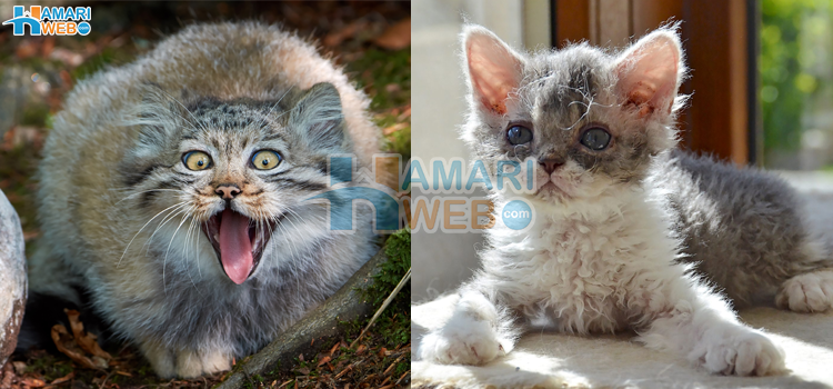 ہر بلی ایک جیسی نہیں ہوتی٬ دنیا کی 5 نایاب ترین بلیاں جنہیں دیکھ کر آپ حیران رہ جائیں گے