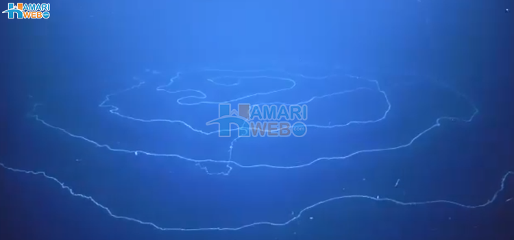 دنیا کا سب سے طویل جانور کہاں پایا جاتا ہے؟ ایک ایسی دریافت جس نے سائنسدانوں کو حیران کردیا