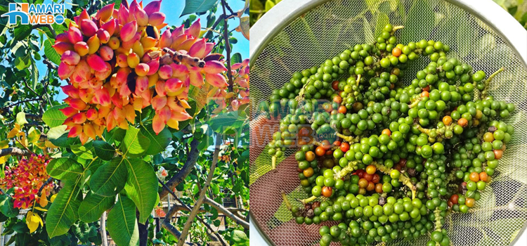 کچھ کھانے کی چیزیں جن کو درخت پر لگے دیکھ کر کوئی پہچان نہ سکے