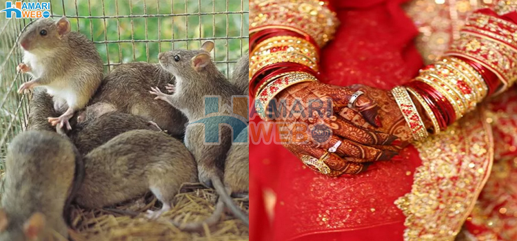وہ ملک جہاں چوہے صرف کھائے ہی نہیں بلکہ دلہن کو جہیز میں بھی دیے جاتے ہیں