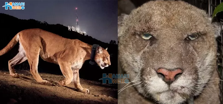 ہالی وڈ کا پراسرار رہائشی شیر سالوں بعد حکام نے خود موت کی نیند سلا دیا