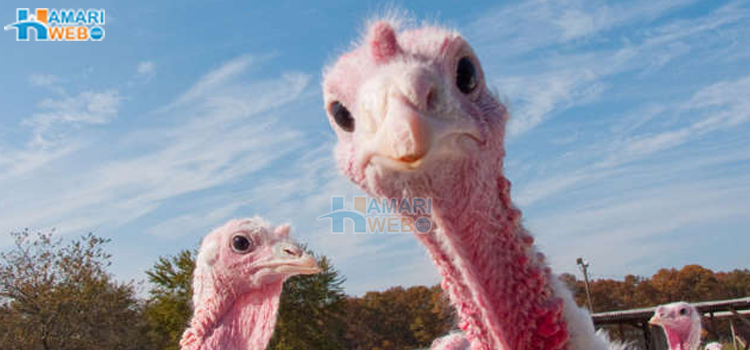 دشمن سامنے آئے تو کیا کرتے ہیں؟ دنیا کے 5 احمق ترین جانور جن کی حرکتیں عجیب ہیں