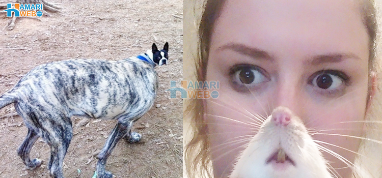 ایسی 8 تصاویر جن کی حقیقت سمجھنے کے لیے آپ کو انہیں بار بار دیکھنا ہوگا