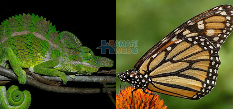 یہ تو صرف ایک ہفتے ہی زندہ رہتی ہیں٬ دنیا کے 7 جانور جن کی زندگی 1 سال سے بھی کم ہوتی ہے