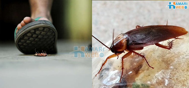 لال بیگ کو اس طریقے سے مارنا آپ کے لیے خطرناک٬ چونکا دینے والے انکشافات