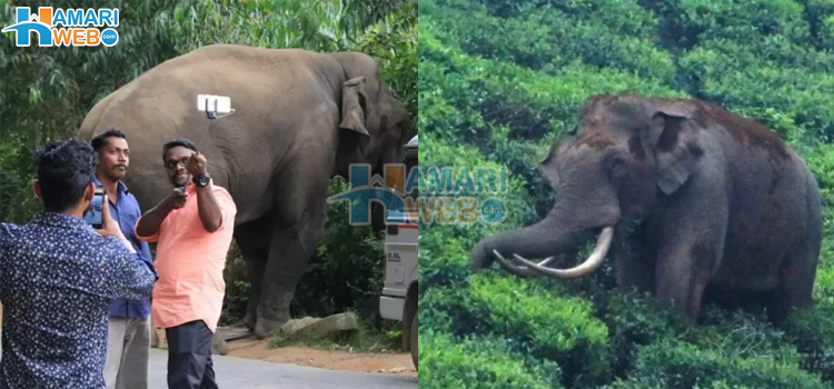 وہ انسان دوست جنگلی ہاتھی جس کی شہرت اس کے لیے عذاب بن گئی