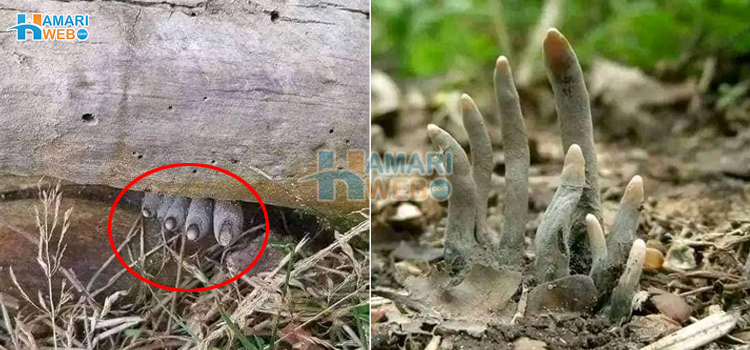 برطانیہ کے جنگلات کے ایسے خوفناک مناظر جن کی حقیقت جان کر آپ بھی حیران رہ جائيں