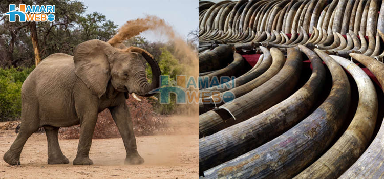 ہاتھی تین قسم کے ہوتے ہیں اور... ہاتھیوں سے متعلق وہ 5 حقائق جو آپ نہیں جانتے