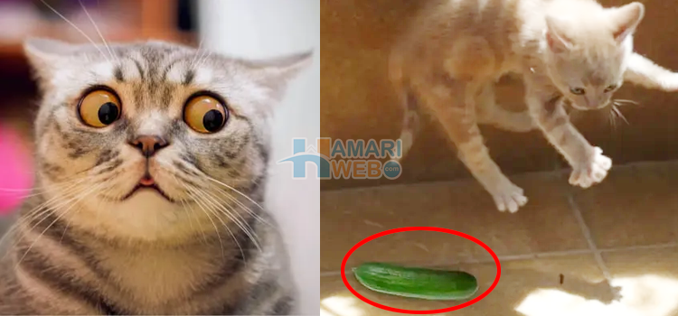 بلیاں کھیرے سے کیوں ڈرتی ہیں؟ دلچسپ وجوہات اور مذاق کی ویڈیو